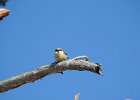 Pygmy Nuthatch (16)