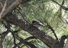 Pygmy Nuthatch (4)