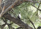 Pygmy Nuthatch (5)