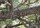 Pygmy Nuthatch (8)