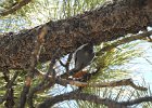 Pygmy Nuthatch (9)
