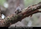 057 - 681 Brown-headed Nuthatch