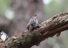 101Brown-headed Nuthatch