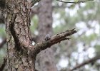 Brown-headed Nuthatch (12)