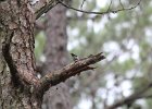 Brown-headed Nuthatch (14)