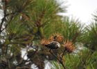 Brown-headed Nuthatch (22)