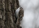 101Brown Creeper
