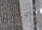 Brown Creeper (10)