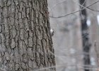 Brown Creeper (11)