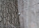 Brown Creeper (13)