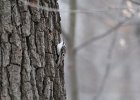 Brown Creeper (14)