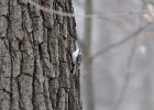 Brown Creeper (15)
