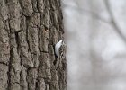 Brown Creeper (16)
