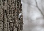 Brown Creeper (17)