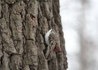 Brown Creeper (18)