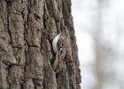 Brown Creeper (19)