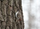 Brown Creeper (20)