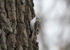 Brown Creeper (21)