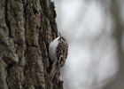 Brown Creeper (22)