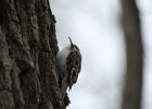 Brown Creeper (23)