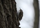 Brown Creeper (24)