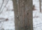 Brown Creeper (26)