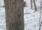 Brown Creeper (28)