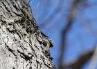 Brown Creeper (29)