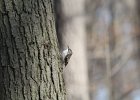Brown Creeper (30)