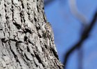 Brown Creeper (33)