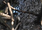 Brown Creeper (35)