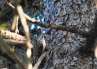 Brown Creeper (39)