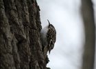 Brown Creeper (6)