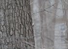 Brown Creeper (7)