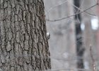 Brown Creeper (9)