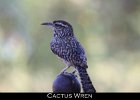059 - 683 Cactus Wren