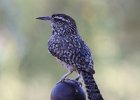 101Cactus Wren