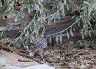 Cactus Wren (25)