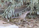 Cactus Wren (26)