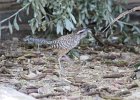 Cactus Wren (29)