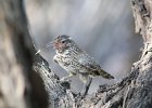 Cactus Wren (30)