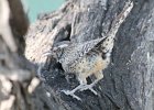 Cactus Wren (33)