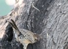 Cactus Wren (34)