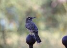 Cactus Wren (35)