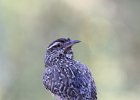 Cactus Wren (36)