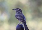 Cactus Wren (37)