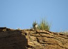 Rock Wren (10)