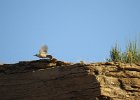 Rock Wren (11)
