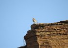 Rock Wren (15)