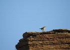 Rock Wren (16)